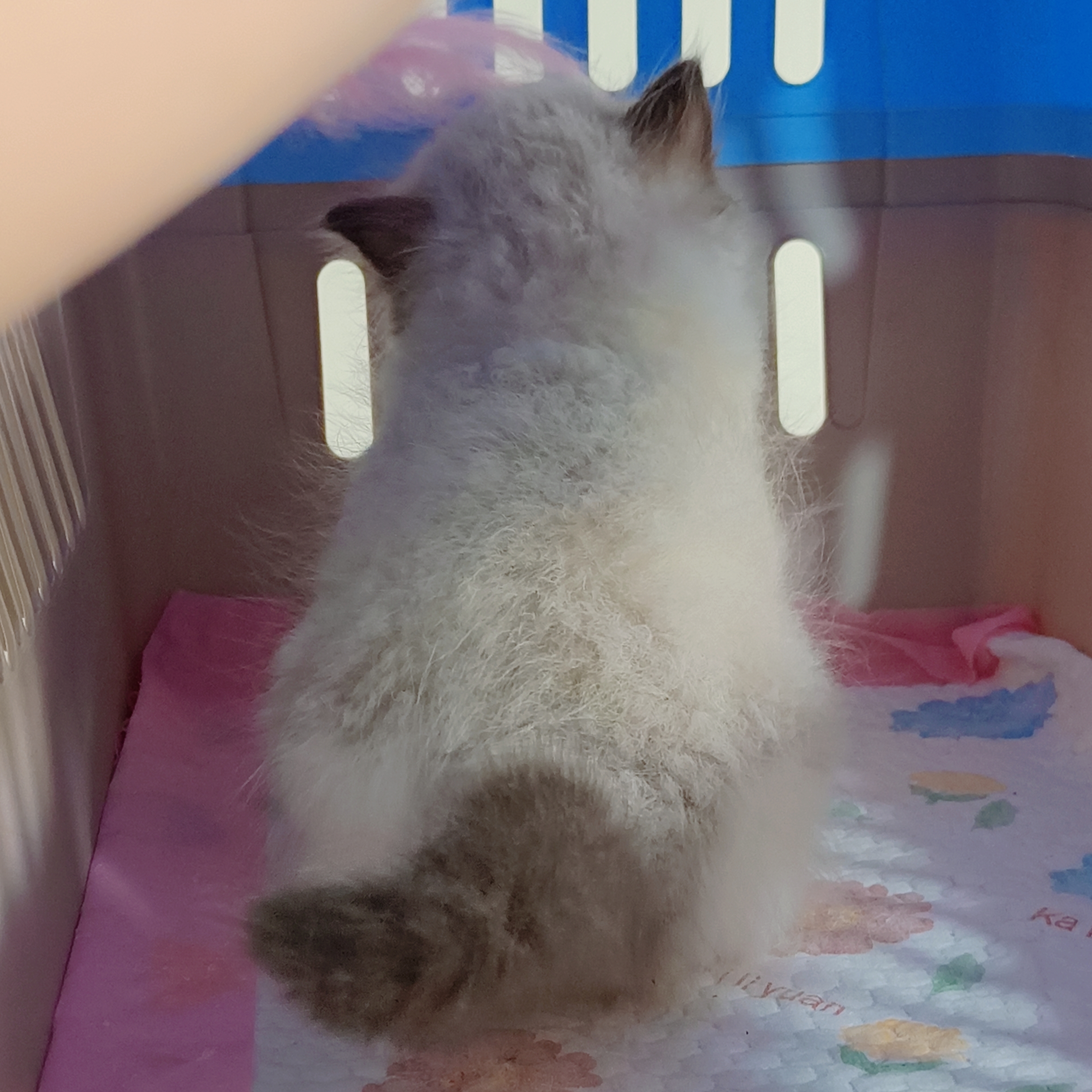 精品新脸版海豹双布偶,包邮
